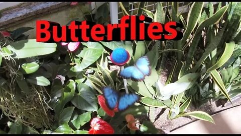 A visit to the Butterfly Atrium at the Hershey Gardens in Hershey Pennsylvania