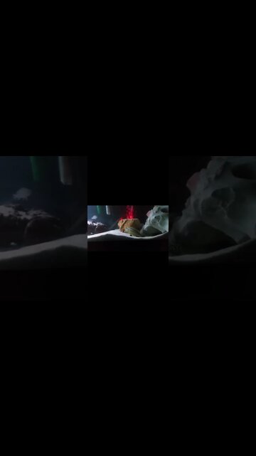 #shorts Malawi Cichlid breeding