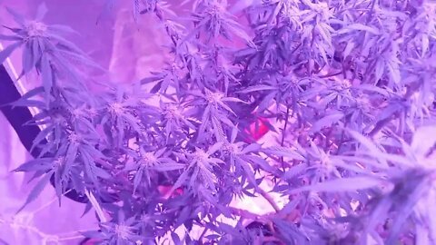 Week 3 Blooming Cannabis 1 love