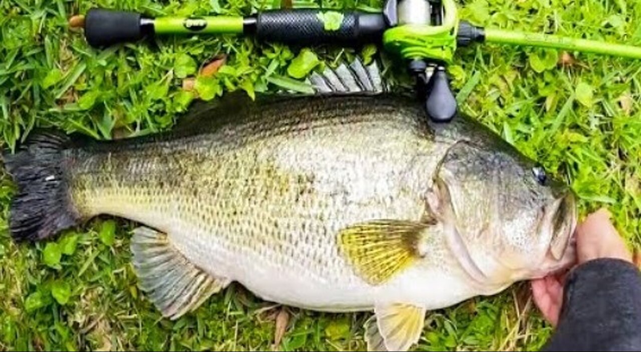Believe This Fishing | Monster Bass Caught. Fishing Videos