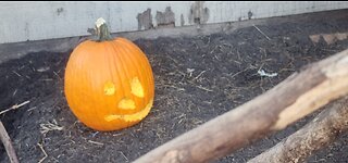 How to Carve a Pumpkin