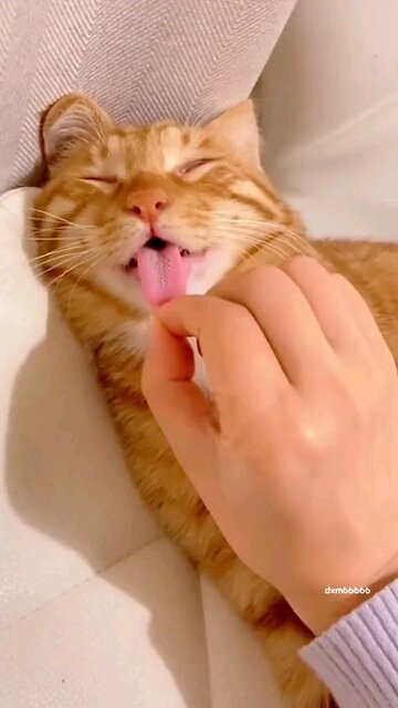 beautiful and fun cats