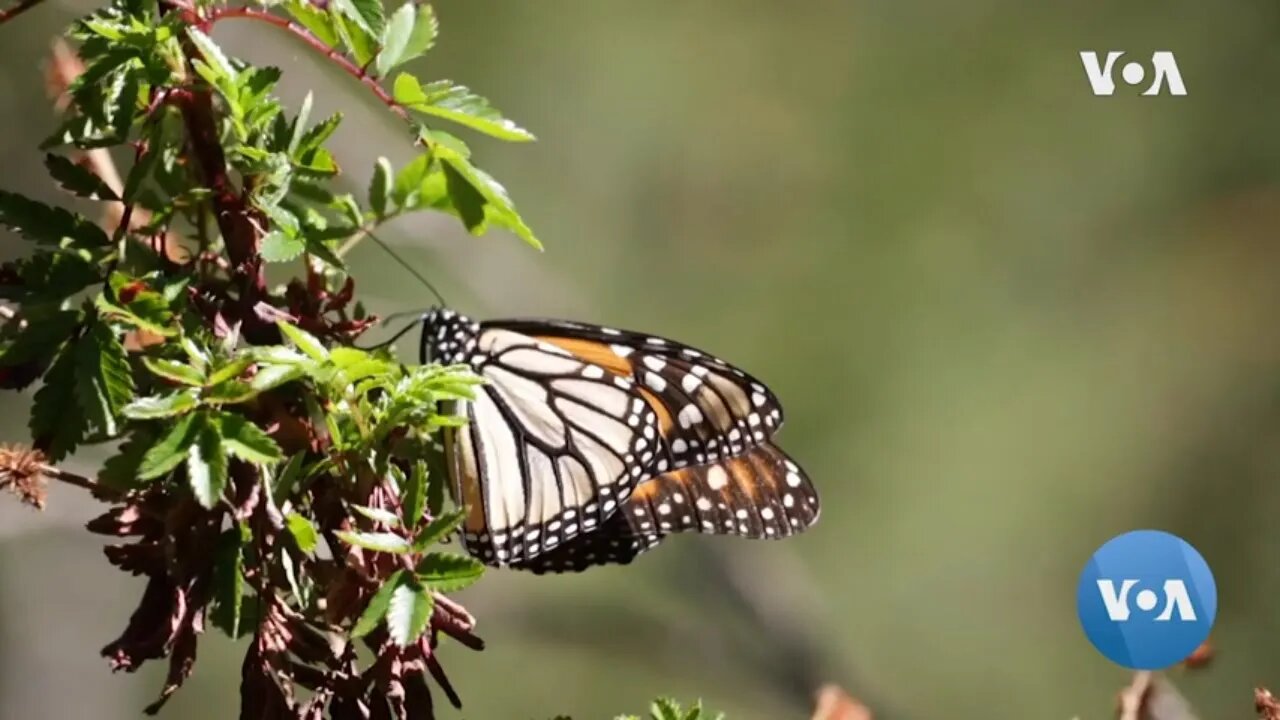 VOA Films Illegal Logging in Monarch Butterfly’s Sanctuary in Mexico