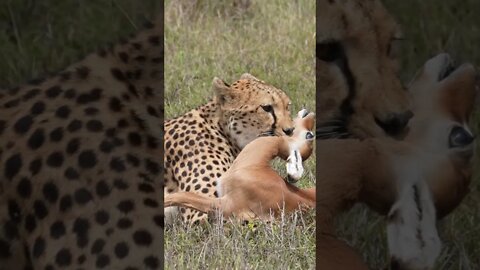 Cheetah Captures Antelope on Camera!🤔#shorts #safari #travel #travelling