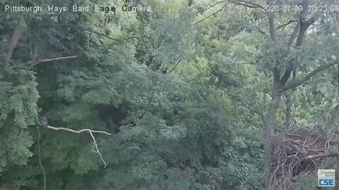 Hays Eagles H12 flys in to perch on the woods limb 2020 07 09 821pm 1