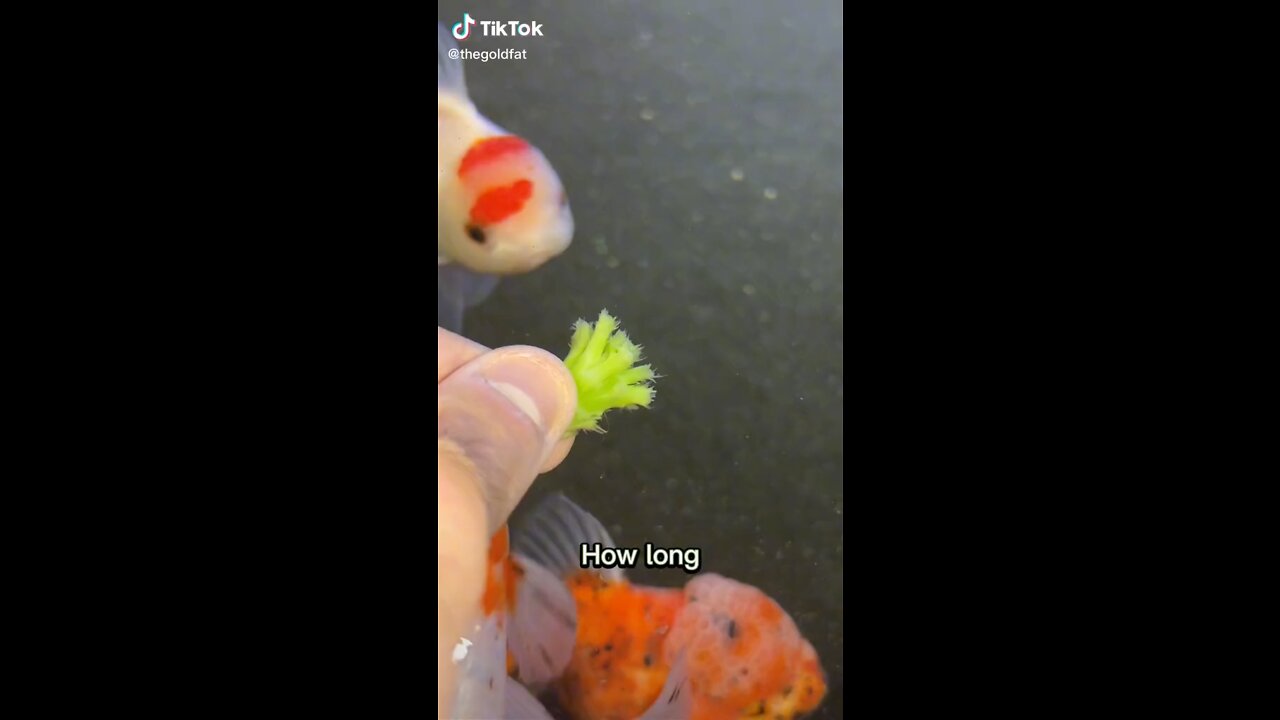fish storage