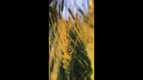 Wheat Fields With Punjabi Song