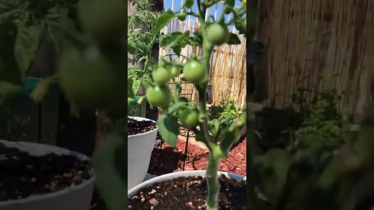 View Healthy Tomato Plant 2022