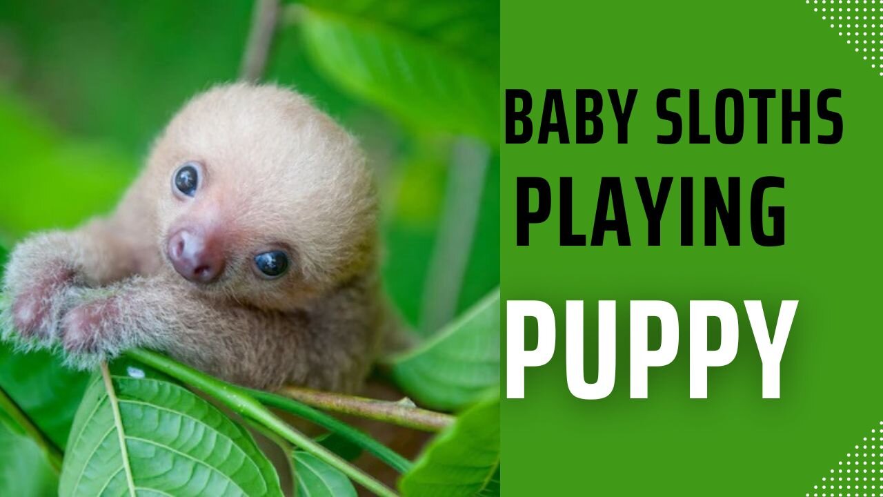 Baby Sloths Being Sloths - FUNNIEST