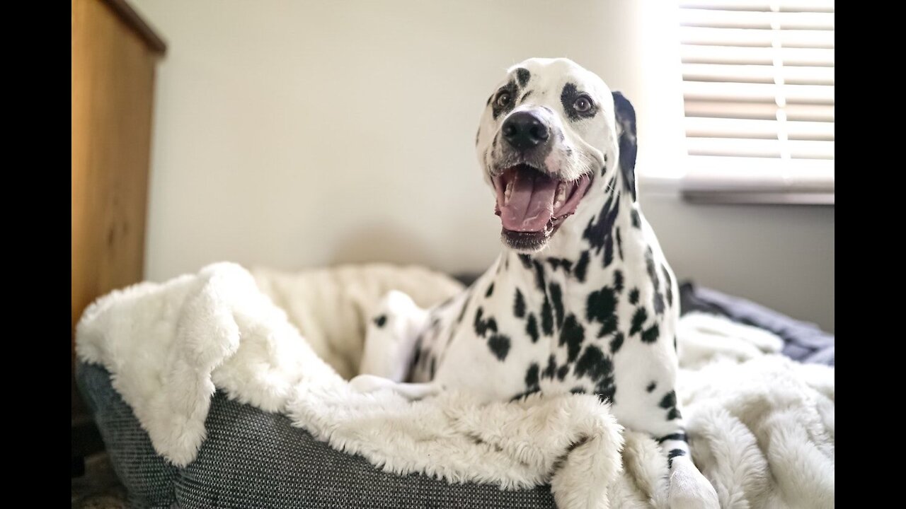 How to teach your dog to go to their bed ON COMMAND- One of the easiest dog training process!