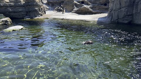 Seattle zoo