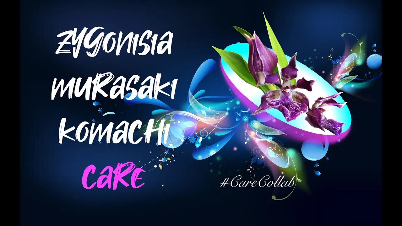 ZYGONISIA MURASAKIKOMACHI | CARE | LECA & SELF WATERING | #CareCollab