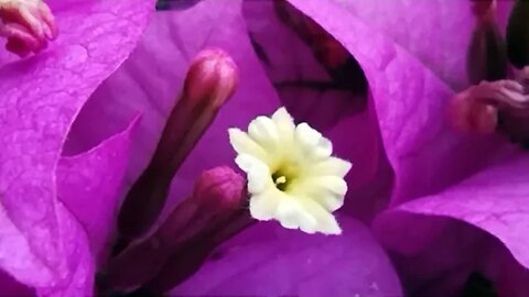 Fünfter Tag Novene zur Mutter der Gesundheit