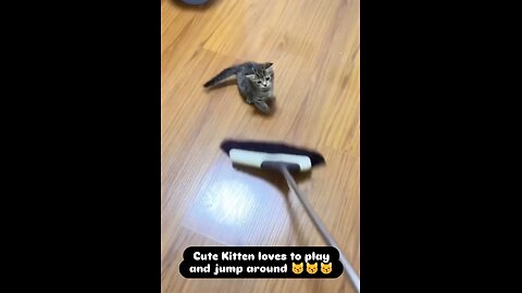 Cute Kitten loves to play and jump around 😽😽😽