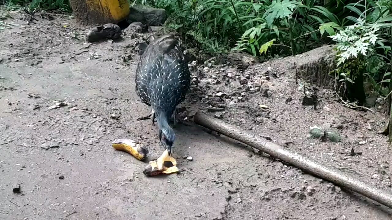 Jacu faminto devora deliciosa banana Jacuaçu, jacuguaçu, guans