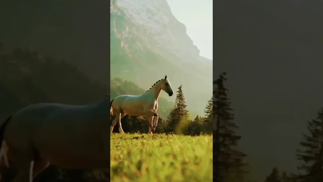 horse