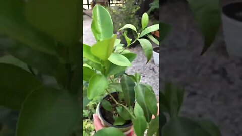 There’s simply NOTHING CUTER than a BLOSSOMING, BABY, ORANGE TREE! 🧑‍🌾❤️🍊#shorts #viral #tiktok