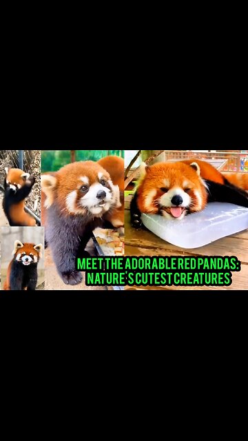 Meet the Adorable Red Pandas: Nature's Cutest Creatures