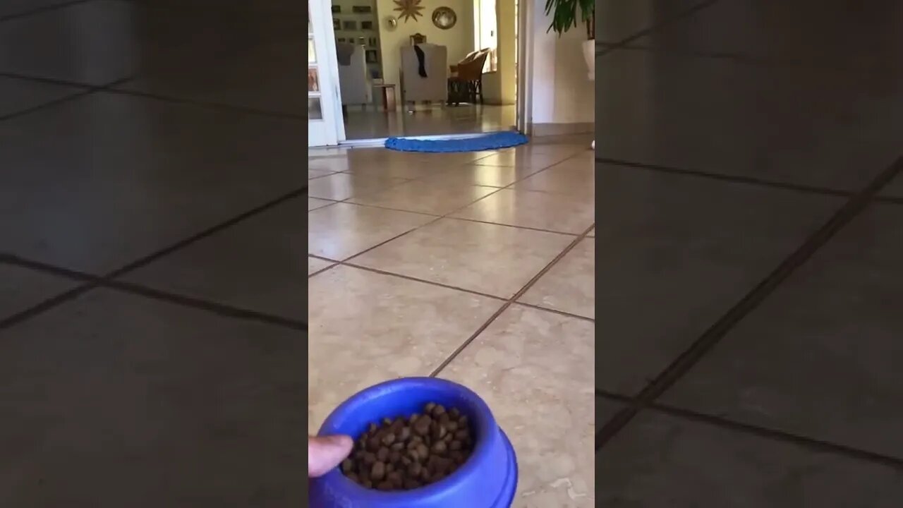 como chamar o cachorro interesseiro 🤣🤣🤣