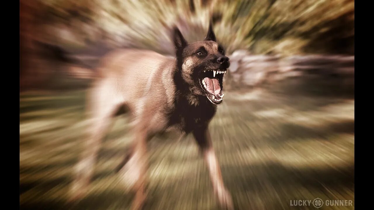 Cachorro Bravo na Rua O Que Fazer? Como se Defender de Um Cachorro Bravo no seu Condomínio SPRAH