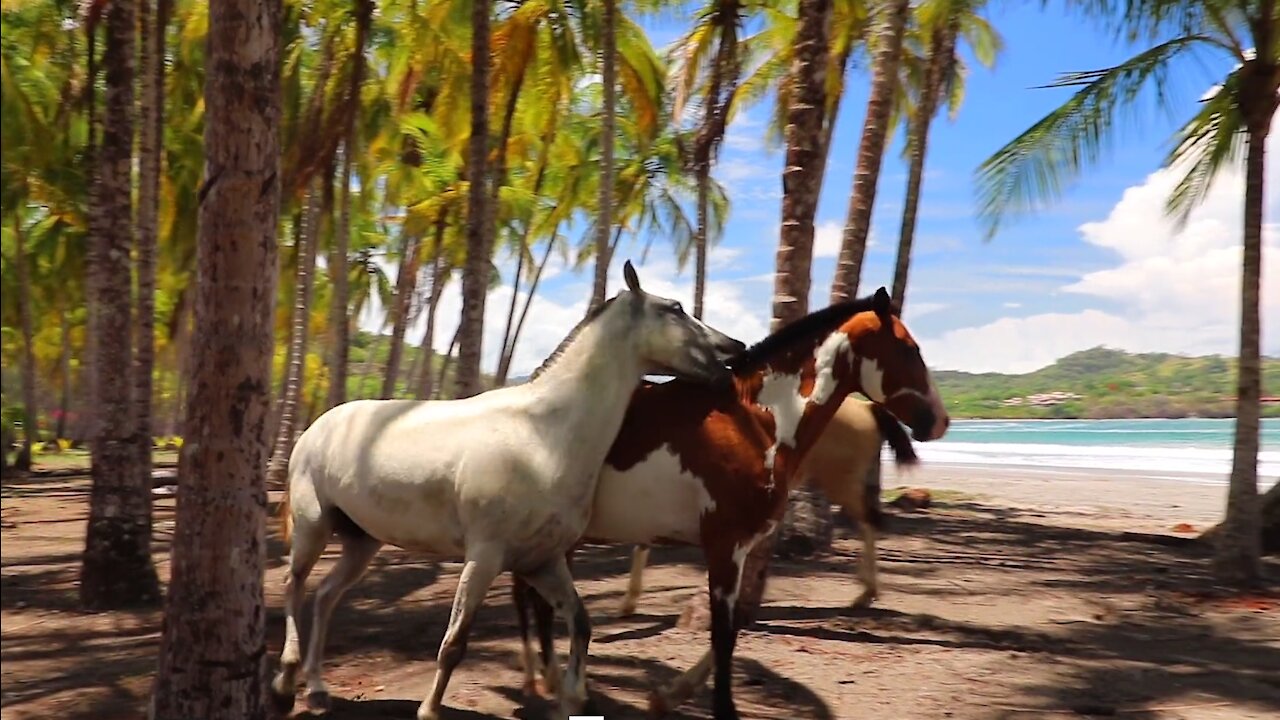 Beautiful horses in nature - Wild, colorful horses