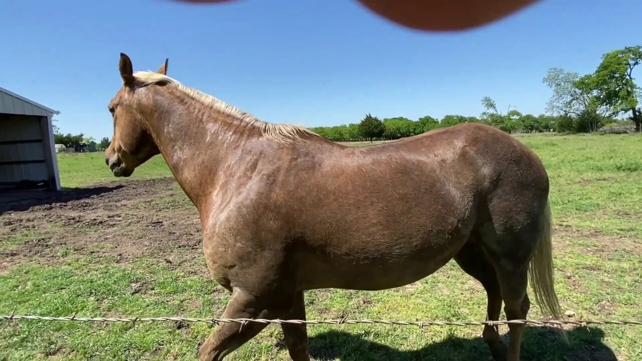 Horse Went Swimming - Feeding Mr. T & Took Mokie Cat For A Ride