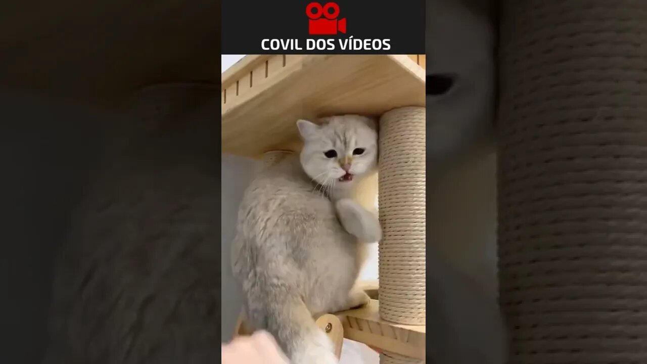 quando o seu gato tá chato