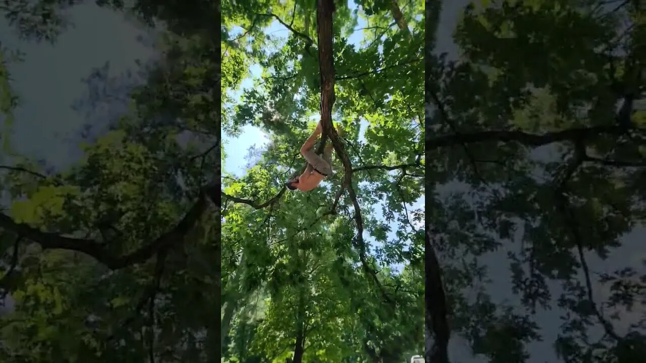 Tree Running