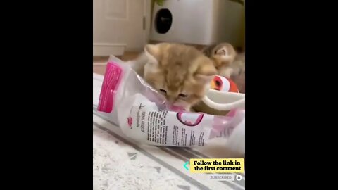 cute cat videos 😹 funny videos 😂 697 😻 #shorts #shortsfunny #cutecat #catvideos #catsfood #catscare
