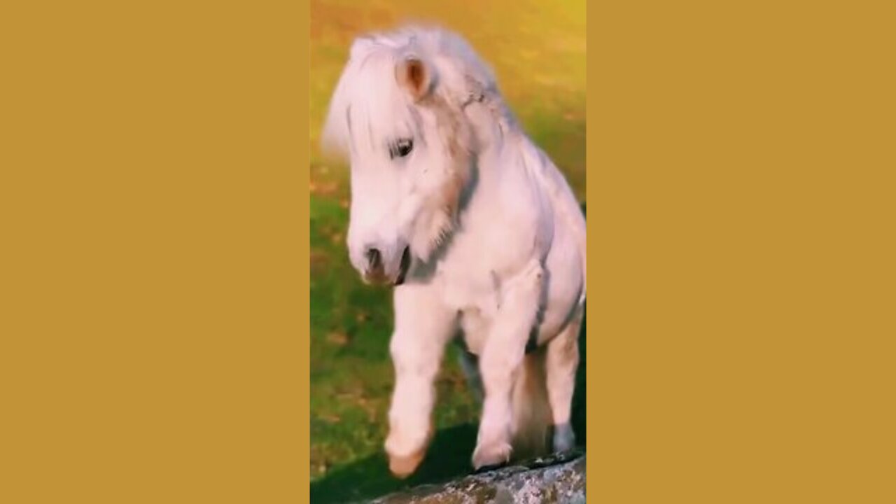 Joyful Pony Dance! 🐴💃