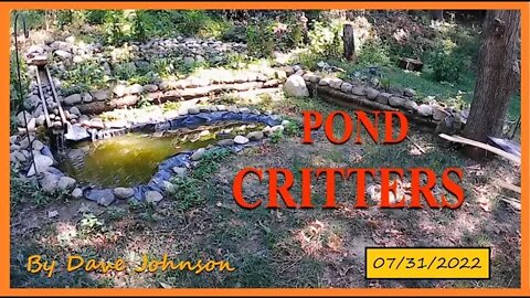 Pond Critters 07/31/2022