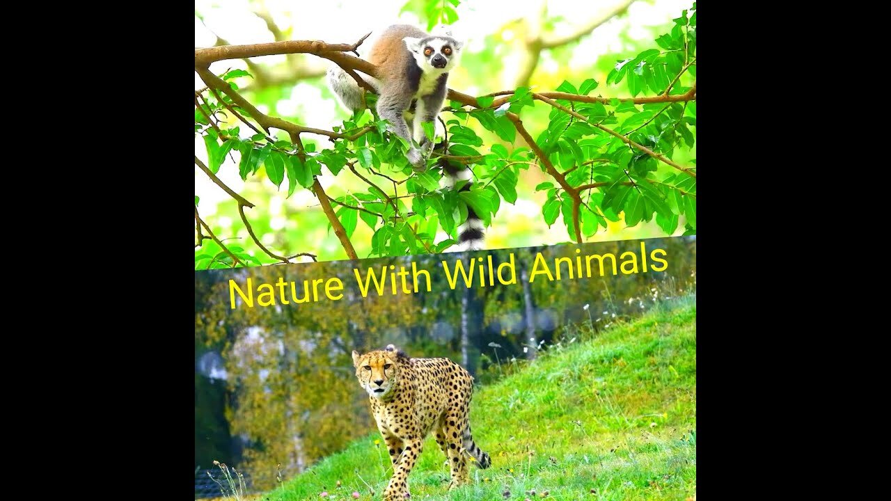 Nature Video with wild animals--wild life sond in meditation.