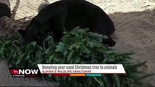 Wildlife Sanctuary in Wimauma accepting Christmas tree donations for animals