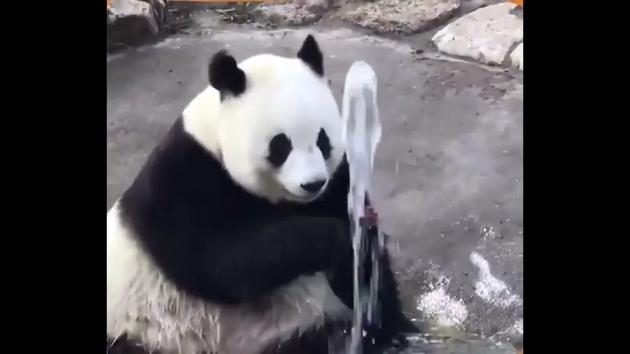 Panda Why isn't this water pipe obedient