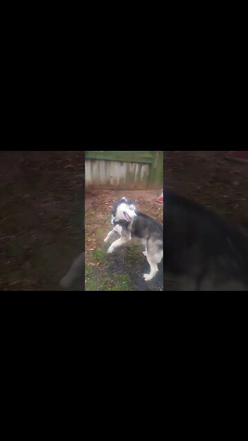 Huge Husky Jumps Around!