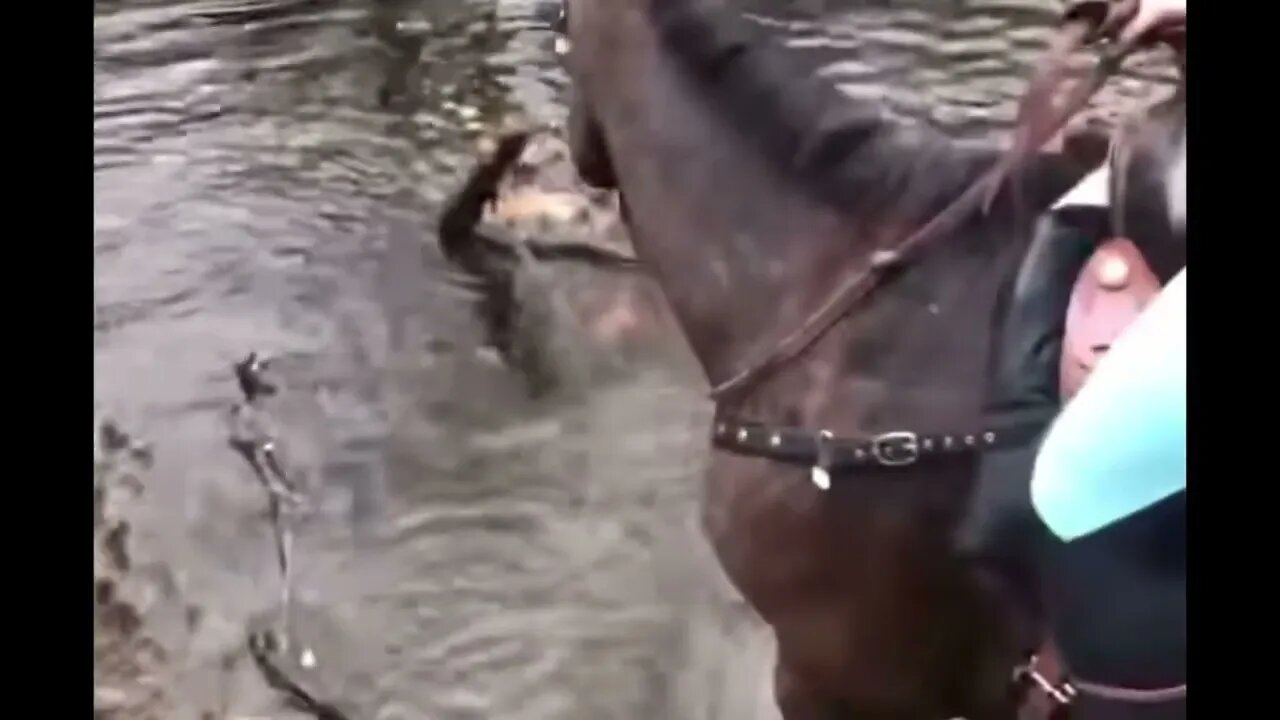 Horse is quite pleased with himself
