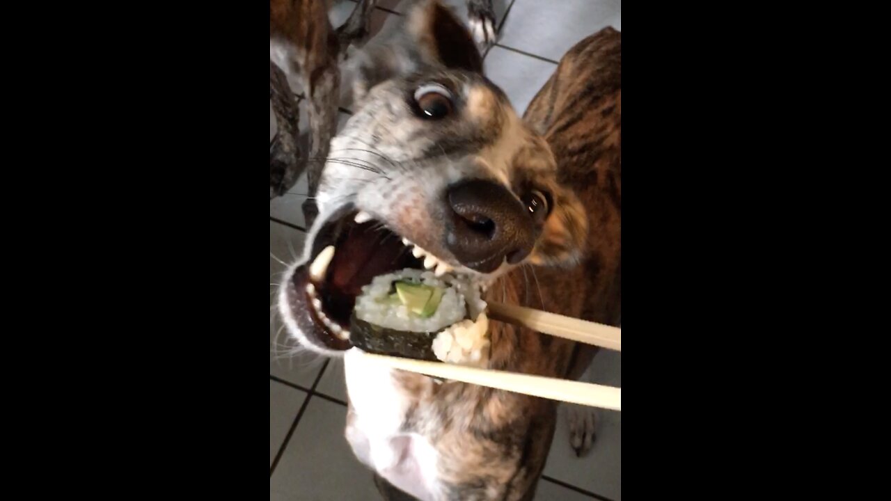 Adorable Spanish Greyhounds eat Sushi with chopsticks