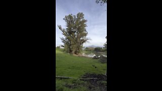 Giant Eucalyptus Overlooking Mt. Diablo