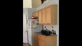 Cat Parkour