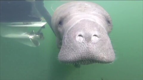 Starvation remains major threat for Florida's manatees