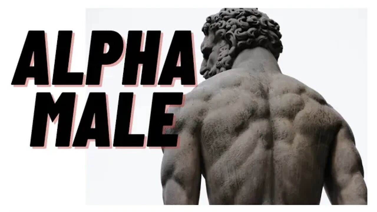 What is a REAL Alpha male? reacting to Jordan Peterson PT.2