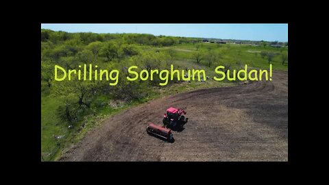 Drilling Sorghum Sudan Sweet Six BMR Hybrid!