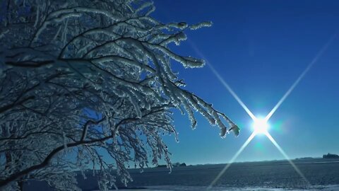 Beautiful Sunny Blue Sky With Frost On The Trees,Poplar Buds With Wind Sounds