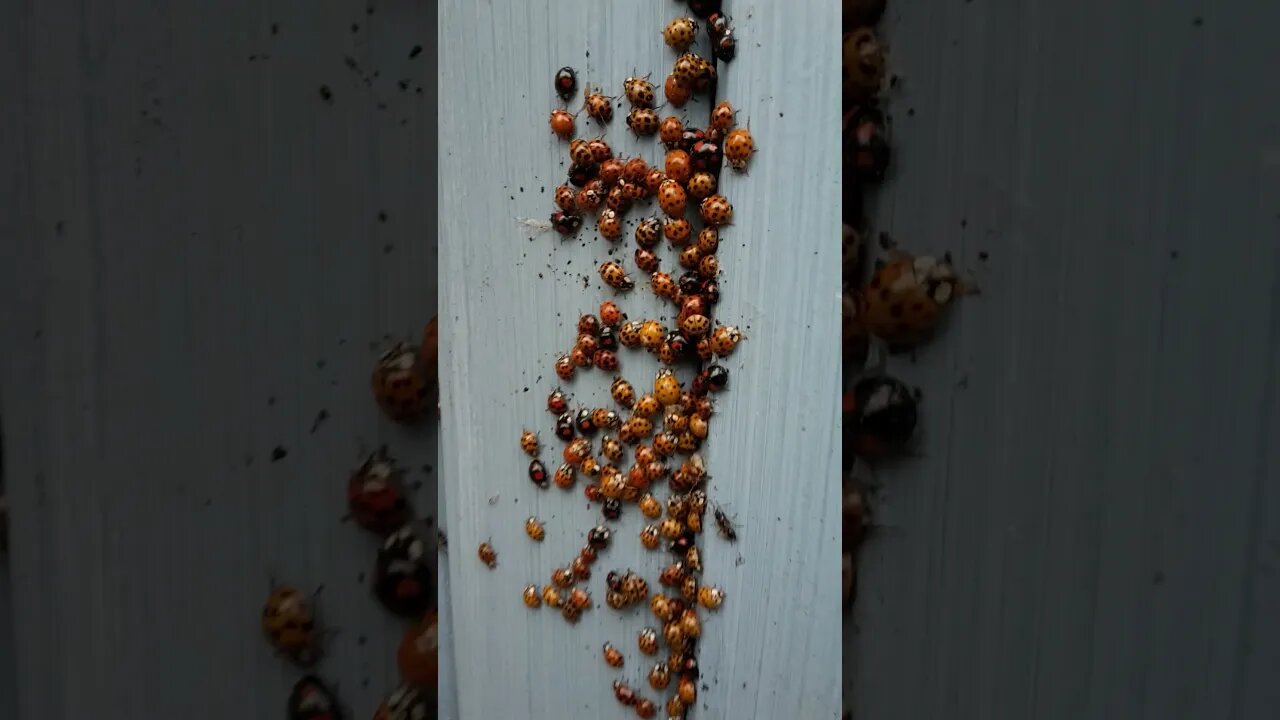 hundreds of Lady bird bugs gathering