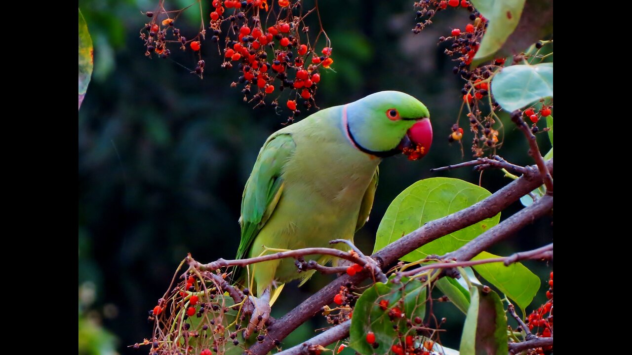 Ringneck Parrot Videos Compilation