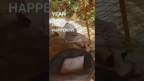 😝How to sit on a hammock