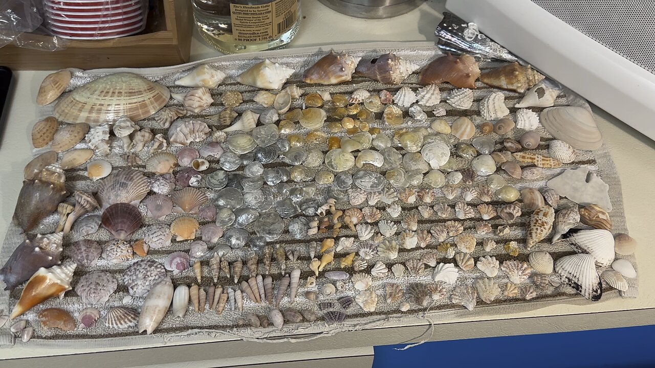 Beach Finds 7/16/2023 #Seashells #Selling #MarcoIsland #WinterberryBeach #ResidentsBeach #4K