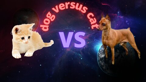 Dog versus cat