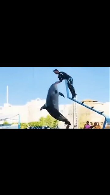 Incredible dolphin moment in this video