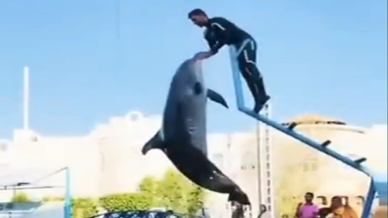 Incredible dolphin moment in this video